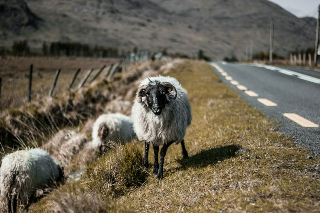 Sheep photographed along the Wild Atlantic Way