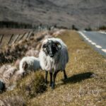 Sheep photographed along the Wild Atlantic Way